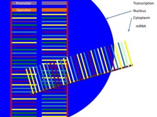 Promoter   Transcription
Operator   Nucleus
           Cytoplasm

            mRNA
 