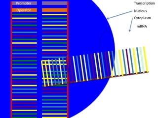 Promoter   Transcription
Operator   Nucleus
           Cytoplasm

            mRNA
 