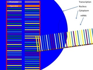 Promoter   Transcription
Operator   Nucleus
           Cytoplasm

            mRNA
 