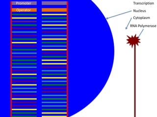 Promoter    Transcription
Operator    Nucleus
            Cytoplasm

           RNA Polymerase
 