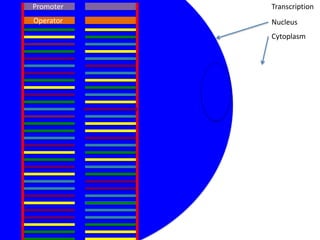 Promoter   Transcription
Operator   Nucleus
           Cytoplasm
 