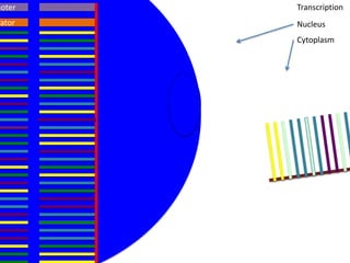 moter   Transcription
rator   Nucleus
        Cytoplasm
 