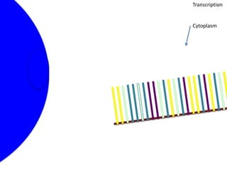 Transcription


Cytoplasm
 