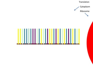 Translation

 Cytoplasm
 Ribosome
 