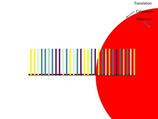 Translation

 Cytoplasm
 Ribosome
 