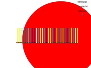 Translation

 Cytoplasm
 Ribosome
 