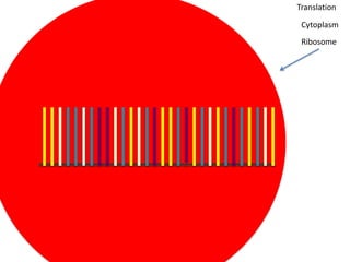 Translation

 Cytoplasm
 Ribosome
 