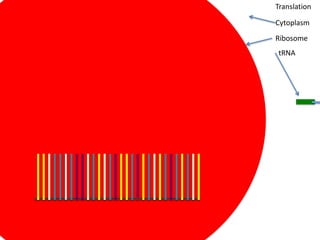 Translation

Cytoplasm
Ribosome
tRNA
 