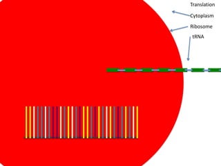 Translation

Cytoplasm
Ribosome
tRNA
 
