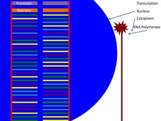 Promoter    Transcription
Operator    Nucleus
            Cytoplasm

           RNA Polymerase
 