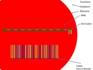 Translation

   Cytoplasm
   Ribosome
    tRNA


    Anti-Codon




Codon
Every 3 Strands
 