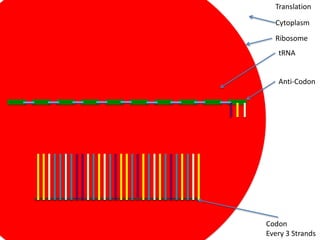 Translation

  Cytoplasm
  Ribosome
   tRNA


   Anti-Codon




Codon
Every 3 Strands
 