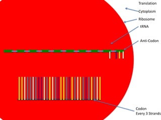 Translation

 Cytoplasm
 Ribosome
  tRNA


  Anti-Codon




Codon
Every 3 Strands
 