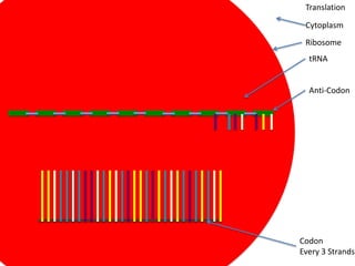 Translation

 Cytoplasm
 Ribosome
  tRNA


  Anti-Codon




Codon
Every 3 Strands
 