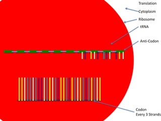 Translation

 Cytoplasm
 Ribosome
  tRNA


  Anti-Codon




Codon
Every 3 Strands
 