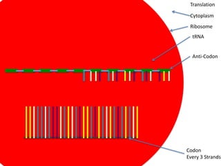 Translation

 Cytoplasm
 Ribosome
  tRNA


  Anti-Codon




Codon
Every 3 Strands
 