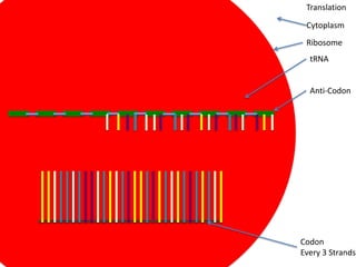 Translation

 Cytoplasm
 Ribosome
  tRNA


  Anti-Codon




Codon
Every 3 Strands
 