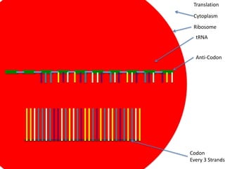 Translation

 Cytoplasm
 Ribosome
  tRNA


  Anti-Codon




Codon
Every 3 Strands
 