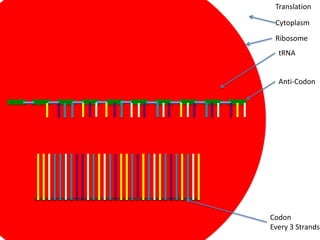 Translation

 Cytoplasm
 Ribosome
  tRNA


  Anti-Codon




Codon
Every 3 Strands
 