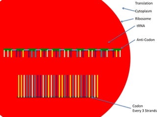 Translation

 Cytoplasm
 Ribosome
  tRNA


  Anti-Codon




Codon
Every 3 Strands
 