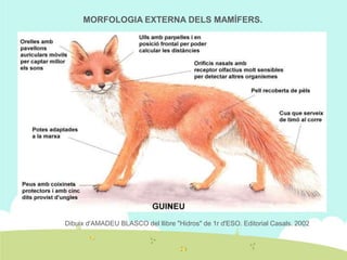 MORFOLOGIA EXTERNA DELS MAMÍFERS.

Dibuix d'AMADEU BLASCO del llibre "Hidros" de 1r d'ESO. Editorial Casals. 2002

 