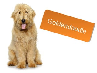 Goldendoodle
Goldendoodle
 