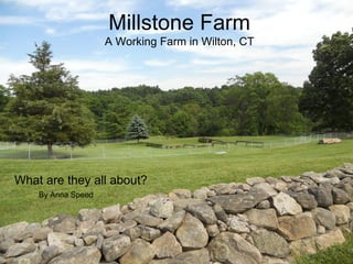 Millstone Farm
                    A Working Farm in Wilton, CT




What are they all about?
    By Anna Speed
 