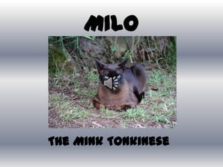 MILO The Mink Tonkinese 