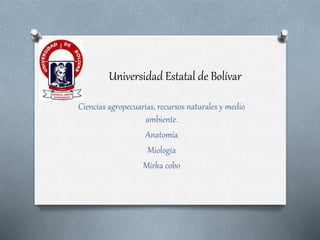 Universidad Estatal de Bolívar
Ciencias agropecuarias, recursos naturales y medio
ambiente.
Anatomía
Miología
Mirka cobo
 