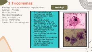 1.Tricomonas:
Klasifikasi Klasifikasi Trichomonas vaginalis adalah :
Golongan : Animalia
Filum : Protozoa
Klas : Zoomastigophora
Ordo : Mastigophora
Genus : Trichomonas
Species : Trichomonas vaginalis
Morfologi
 