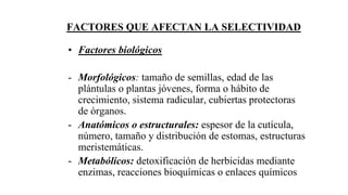 FACTORES QUE AFECTAN LA SELECTIVIDAD
• Factores biológicos
- Morfológicos: tamaño de semillas, edad de las
plántulas o plantas jóvenes, forma o hábito de
crecimiento, sistema radicular, cubiertas protectoras
de órganos.
- Anatómicos o estructurales: espesor de la cutícula,
número, tamaño y distribución de estomas, estructuras
meristemáticas.
- Metabólicos: detoxificación de herbicidas mediante
enzimas, reacciones bioquímicas o enlaces químicos
 
