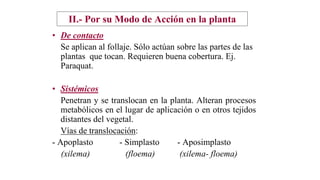 II.- Por su Modo de Acción en la planta
• De contacto
Se aplican al follaje. Sólo actúan sobre las partes de las
plantas que tocan. Requieren buena cobertura. Ej.
Paraquat.
• Sistémicos
Penetran y se translocan en la planta. Alteran procesos
metabólicos en el lugar de aplicación o en otros tejidos
distantes del vegetal.
Vías de translocación:
- Apoplasto - Simplasto - Aposimplasto
(xilema) (floema) (xilema- floema)
 