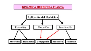 Aplicación del Herbicida
Retención Absorción Inactivación
Absorción Transporte Conjugación Reducción Hidrólisis
DIN
DINÁ
ÁMICA HERBICIDA PLANTA
MICA HERBICIDA PLANTA
Aplicación del Herbicida
Retención Absorción Inactivación
Transporte Conjugación Reducción Hidrólisis
DIN
DINÁ
ÁMICA HERBICIDA PLANTA
MICA HERBICIDA PLANTA
 