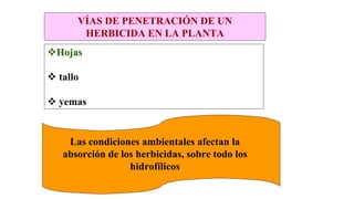 VÍAS DE PENETRACIÓN DE UN
HERBICIDA EN LA PLANTA

Hojas
Hojas
 tallo
 yemas
.
.
Las condiciones ambientales afectan la
absorción de los herbicidas, sobre todo los
hidrofílicos
 