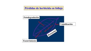 Pérdidas de herbicida en follaje
Volatilización
Retención
Escurrimiento
Fotodegradación
 