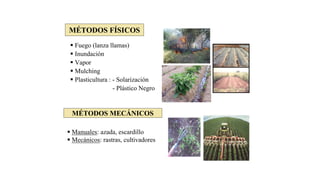 MÉTODOS FÍSICOS
 Fuego (lanza llamas)
 Inundación
 Vapor
 Mulching
 Plasticultura : - Solarización
- Plástico Negro
 Manuales: azada, escardillo
 Mecánicos: rastras, cultivadores
MÉTODOS MECÁNICOS
 