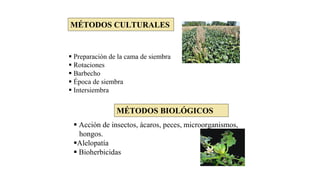  Preparación de la cama de siembra
 Rotaciones
 Barbecho
 Época de siembra
 Intersiembra
MÉTODOS CULTURALES
MÉTODOS BIOLÓGICOS
 Acción de insectos, ácaros, peces, microorganismos,
hongos.
Alelopatía
 Bioherbicidas
 