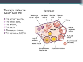 Ovulation | PPTX