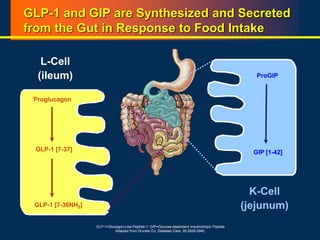 L-Cell
(ileum)
Proglucagon
GLP-1 [7-37]
GLP-1 [7-36NH2]
K-Cell
(jejunum)
ProGIP
GIP [1-42]
GLP-1=Glucagon-Like Peptide-1; GIP=Glucose-dependent Insulinotropic Peptide
Adapted from Drucker DJ. Diabetes Care. 26:2929-2940.
GLP-1 and GIP are Synthesized and Secreted
from the Gut in Response to Food Intake
 