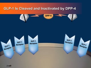 GLP-1 Is Cleaved and Inactivated by DPP-4
 