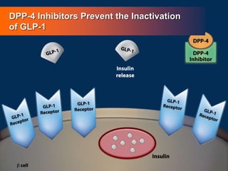 DPP-4 Inhibitors Prevent the Inactivation
of GLP-1
 