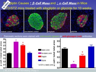 J. Mu, et al.10-LB, 2007 ADA Meeting, Chicago, Il.
0.0
0.1
0.2
0.3
0.4
0.5
*
*
a
cell
/
total
islet
area
0.0
0.1
0.2
0.3
0.4
0.5
0.6
0.7
0.8
0.9
*
*
Diabetic control
Non-diabetic control
Sitagliptin
Glipizide
* p<0.001 vs. diabetic control
b
cell
/
total
islet
area
Sitagliptin Causes ↑ β-Cell Mass and ↓ α-Cell Mass in Mice
HFD/STZ mice treated with sitagliptin or glipizide for 10 weeks
• Pancreatic sections were stained with anti-insulin (green) or anti-glucagon (red) antibodies
 