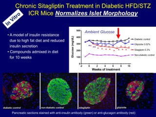 Chronic Sitagliptin Treatment in Diabetic HFD/STZ
ICR Mice Normalizes Islet Morphology
-2 0 2 4 6 8 10
0
100
200
300
400
500
Diabetic control
Sitagliptin 0.3%
*
*
Glipizide 0.02%
*
*
*
*
*
*
*
*
*
*
*
* * *
Non-diabetic control
Weeks of treatment
Glucose
(mg/dL)
Pancreatic sections stained with anti-insulin antibody (green) or anti-glucagon antibody (red)
Ambient Glucose
• A model of insulin resistance
due to high fat diet and reduced
insulin secretion
• Compounds admixed in diet
for 10 weeks
 