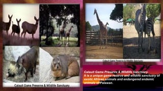 Calauit Game Preserve & Wildlife Sanctuary.
It is a unique game reserve and wildlife sanctuary of
exotic African animals and endangered endemic
animals of Palawan.
 