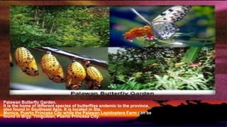 Palawan Butterfly Garden.
It is the home of different species of butterflies endemic to the province,
also found in Southeast Asia. It is located in Sta.
Monica, Puerto Princesa City while the Palawan Lepidoptera Farm can be
found in Brgy. Tiniguiban, Puerto Princesa City.
 