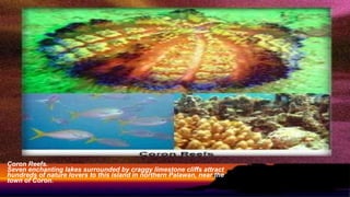 Coron Reefs.
Seven enchanting lakes surrounded by craggy limestone cliffs attract
hundreds of nature lovers to this island in northern Palawan, near the
town of Coron.
 