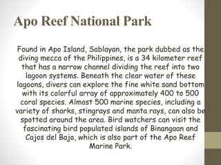 Apo Reef National Park
Found in Apo Island, Sablayan, the park dubbed as the
diving mecca of the Philippines, is a 34 kilometer reef
that has a narrow channel dividing the reef into two
lagoon systems. Beneath the clear water of these
lagoons, divers can explore the fine white sand bottom
with its colorful array of approximately 400 to 500
coral species. Almost 500 marine species, including a
variety of sharks, stingrays and manta rays, can also be
spotted around the area. Bird watchers can visit the
fascinating bird populated islands of Binangaan and
Cajos del Bajo, which is also part of the Apo Reef
Marine Park.
 