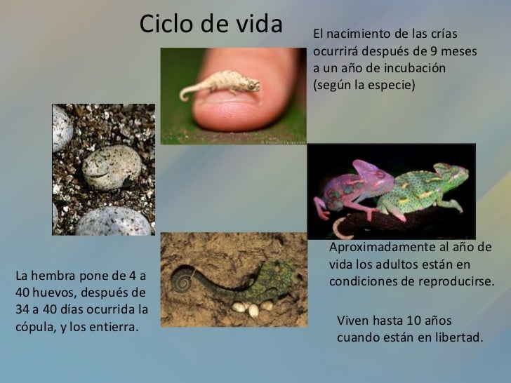 Mi mascota es un camaleón (1)