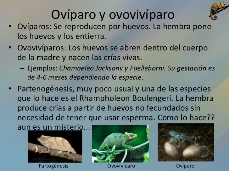 Mi mascota es un camaleón Mi mascota es un camaleón