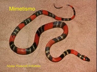 Mimetismo
Aluna: Francieli Felisbino
 